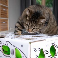 catamazingpuzzle
