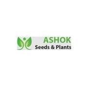 ashokseedsplants