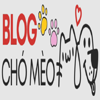 blogchomeoinfo