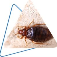 DOFFDONBEDBUG