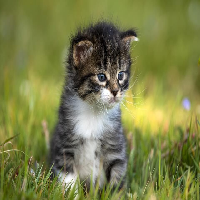 dreamcat956