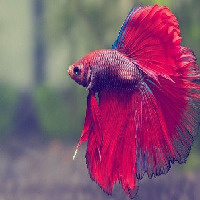 dreamfish59