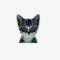 welovecatsandkittens_